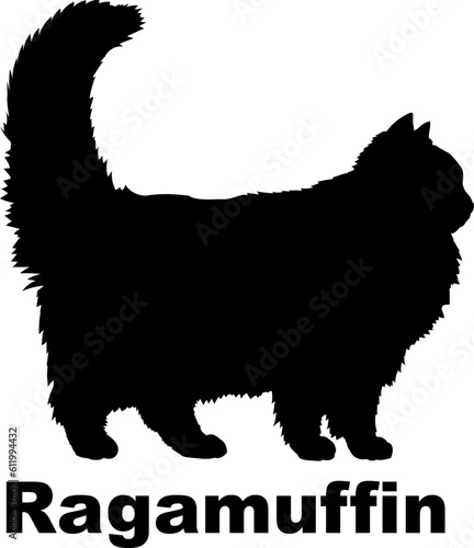Obraz na plátně RagamuffinCat silhouette cat breeds