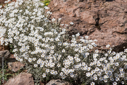 Plants and flowers. The Biberstein cup (Latin Cerastium bieberstēinii).It is endemic to Crimea. The species is named after the German botanist Fedor Biberstein.