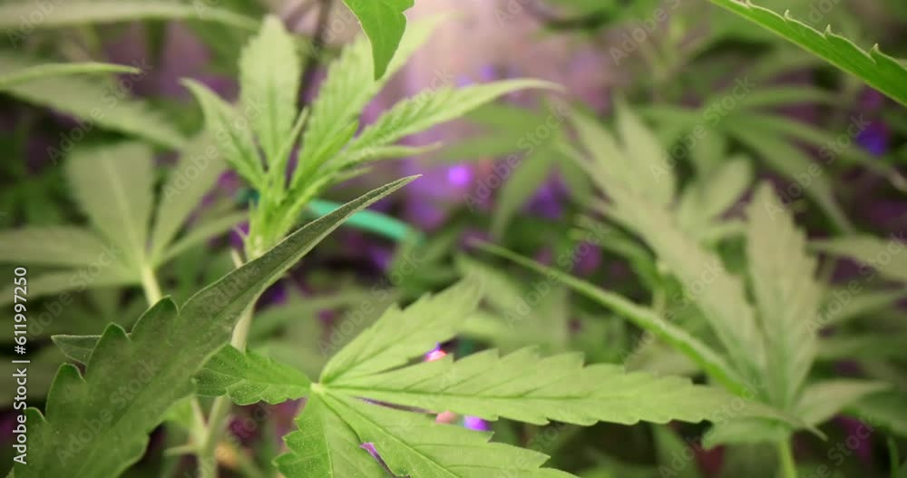 Violet light cannabis lab for THC in marijuana tree for science lab. Alternative medicine in pharmacy industry Violet light cannabis lab for THC in marijuana tree for science lab. Alternative medicine in pharmacy industry