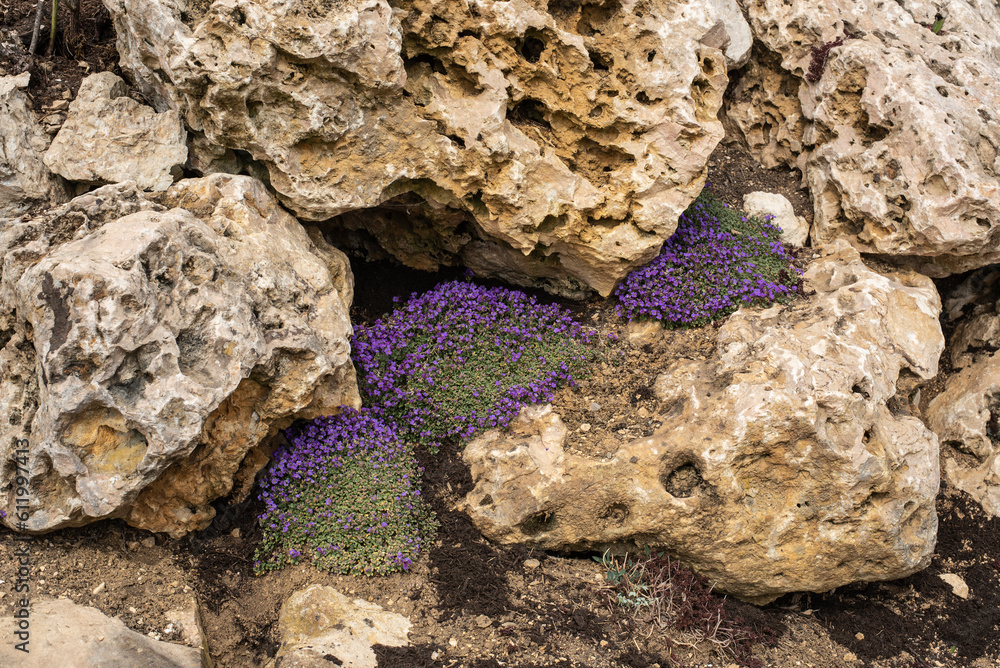 small aubrieta shrubs growing at limestone boulders