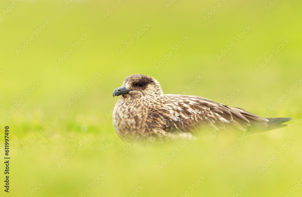 Close-up of a Great skua in green grass Close-up of a Great skua in green grass