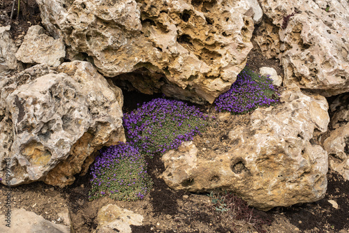 Obraz na płótnie small aubrieta shrubs growing at limestone boulders w salonie