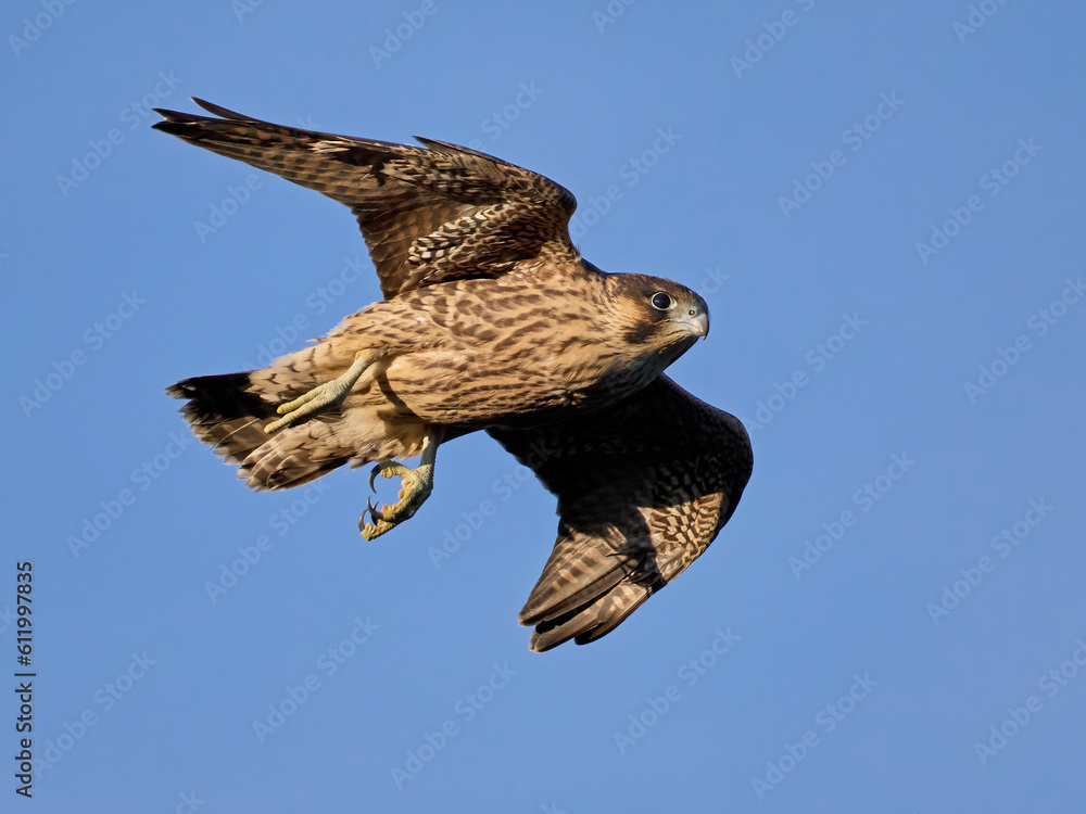 Fototapeta premium Peregrine falcon (Falco peregrinus)