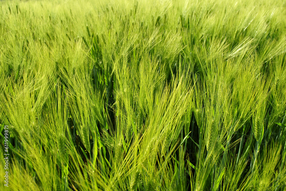 green wheat in the wind green wheat in the wind