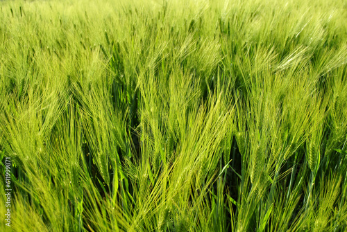 green wheat in the wind
