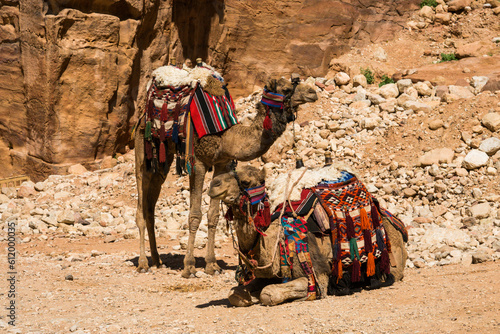 Camels with saddles at Petra