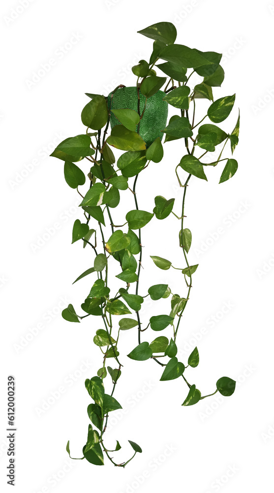 Plante retombante ou suspendue. Feuillage comme philodendron, potos ou lierre dans un pot en céramique vert - obrazy, fototapety, plakaty 
