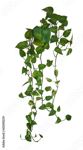 Plante retombante ou suspendue. Feuillage comme philodendron, potos ou lierre dans un pot en c√©ramique vert photo