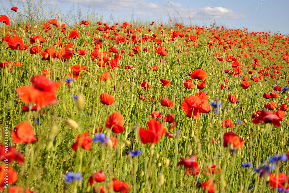 field of poppies