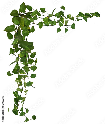 Plante retombante ou suspendue. Feuillage comme philodendron, potos ou lierre. Lianes formant un angle