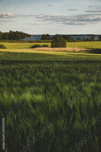 Fototapeta Naklejka Na Ścianę i Meble -  Mazury w słoneczny dzień. Mazurski krajobraz.