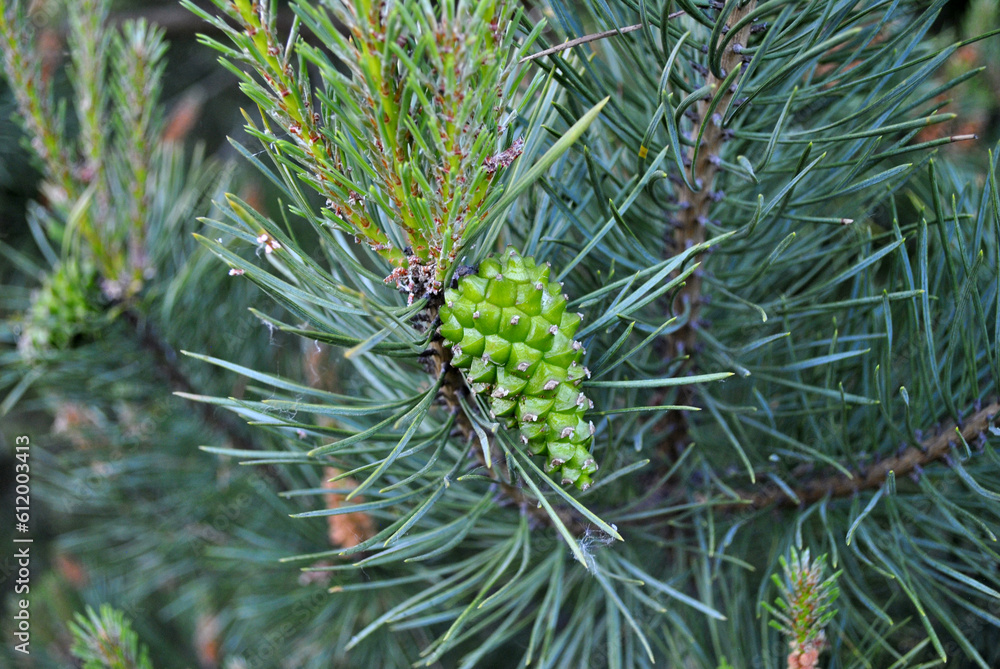close up of pine green cone and needles close up of pine green cone and needles