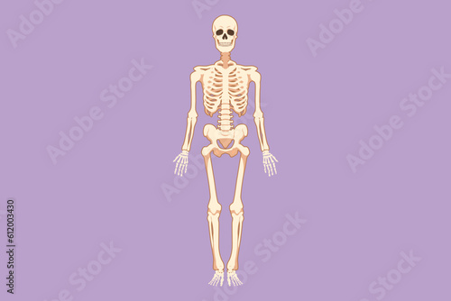Cartoon flat style drawing front view of human skeleton image logo icon, useful for creating medical and scientific materials. Anatomy, medicine and biology concept. Graphic design vector illustration