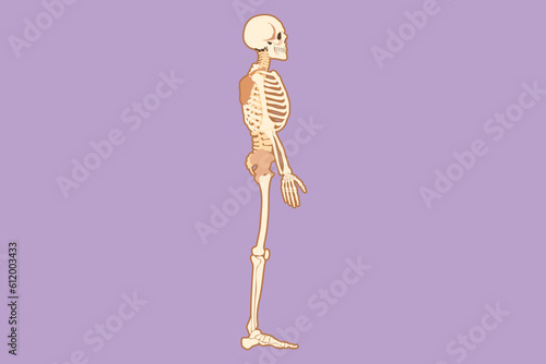 Graphic flat design drawing side view full anatomical skeleton of a person and individual bones icon. Performed as an art illustration in a scientific medical style. Cartoon style vector illustration