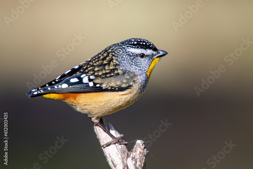 Spotted Pardalote (Pardalotus punctatus) male photo