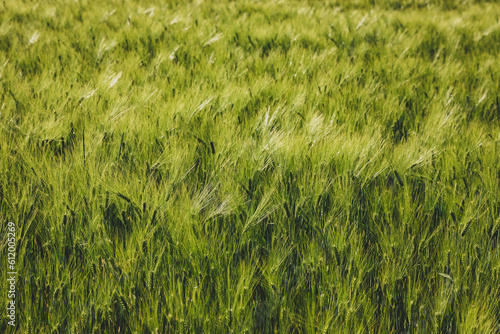 Fototapeta Naklejka Na Ścianę i Meble -  Pola uprawne na Mazurach. Zboże na polach.