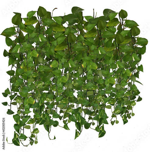 Plante retombante ou liane suspendue. Feuillage comme philodendron, potos ou lierre formant un mur ou rideau v√©g√©tal.