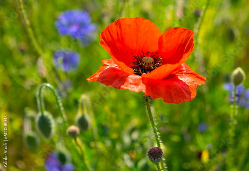 Red poppies and cornflowers in the field