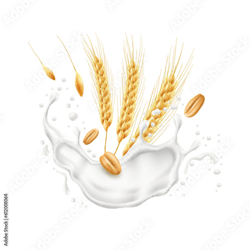 Realistic wheat ears with milk splash. Agricultural culture, spikelets and grains, flying splashes and drops of yogurt, flakes with cream. Healthy food, packaging design utter vector concept
