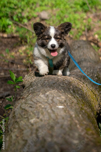 Wiosna w Parku Mogilskim w Krakowie - Polska. Mały szczeniak psa Pembroke Welsh Corgi.