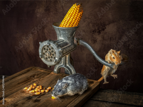 two gerbils using a grinder to grind corn, one of the gerbils is suspended from the crank