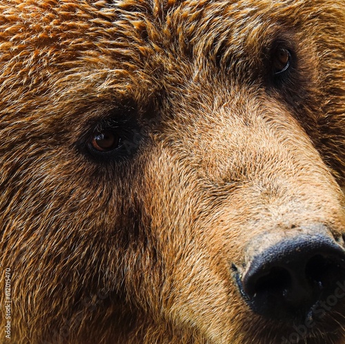 Wallpaper Mural brown bear close up Torontodigital.ca