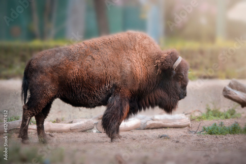 american bison in park