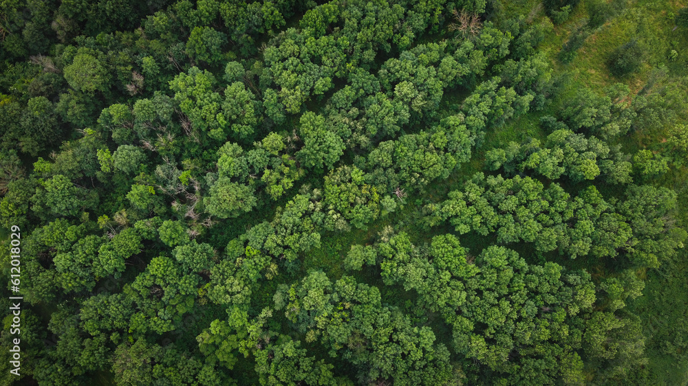 Naklejka premium Aerial view of a dark and moody forest