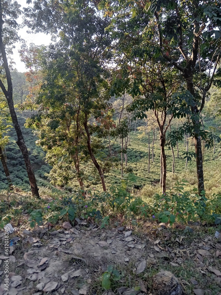 Tea Garden Tea Garden