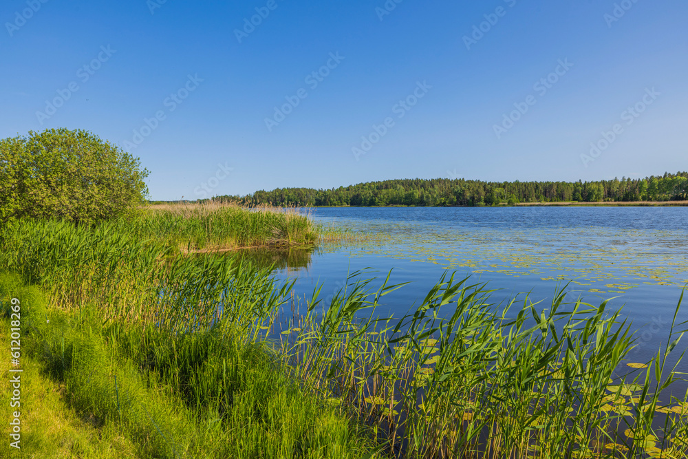 Beautiful nature landscape view of water lilies and plants around surface of lake reflecting in water. Sweden.