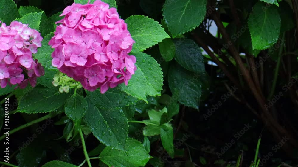 雨に濡れるピンクのアジサイ 雨に濡れるピンクのアジサイ