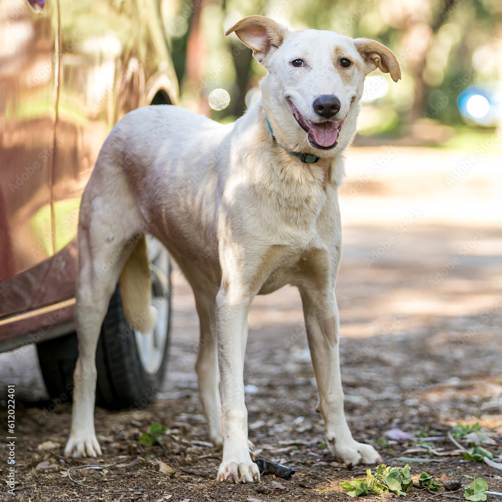 A portrait of a happy dog smiling with its mouth open, next to a car in a sunny day in the park A portrait of a happy dog smiling with its mouth open, next to a car in a sunny day in the park