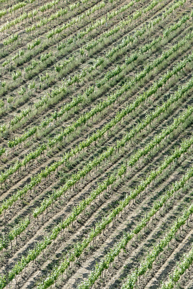 Vignoble vu des hauteurs de Vaison-La-Romaine - Vaucluse - France Vignoble vu des hauteurs de Vaison-La-Romaine - Vaucluse - France