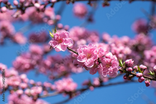 春の訪れを演出するピンクのサクラ photo