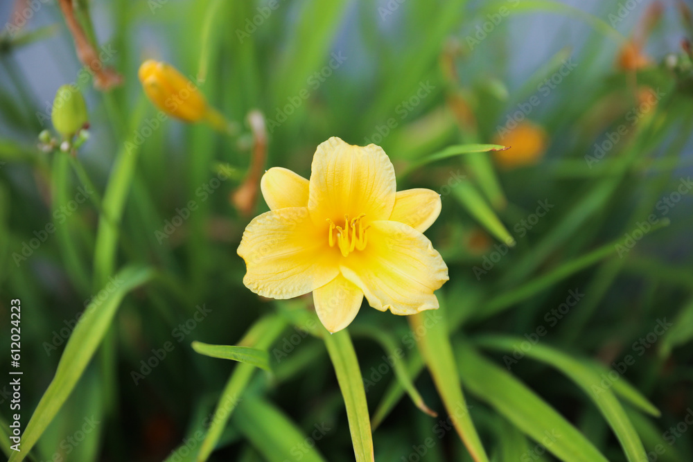 Flowers outdoors in sunny spring symbolize beauty, growth, renewal, vibrancy, joy, and the arrival of a new season Flowers outdoors in sunny spring symbolize beauty, growth, renewal, vibrancy, joy, and the arrival of a new season
