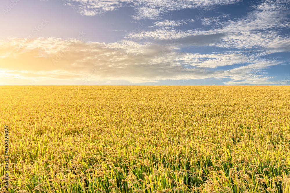 Rice fields and natural scenery at sunset