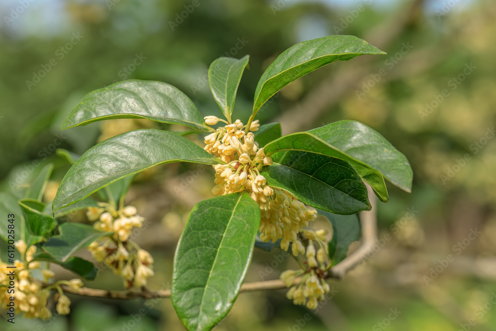 Close-up shot of osmanthus flowers blooming on the tree Close-up shot of osmanthus flowers blooming on the tree