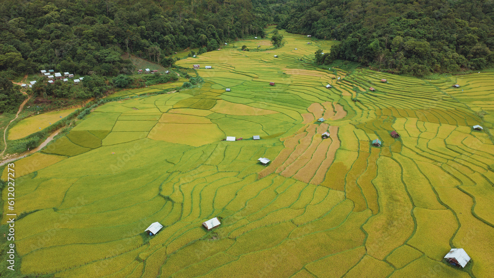 Terraced rice field in the morning