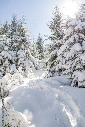Tatry zima góry w śniegu, droga przez śnieżny las jodły, polska, małopolska © sarns