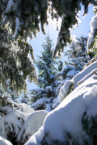 Tatry zima góry w śniegu, kościelisko, zakopane, polska, małopolska, gałęzie drzew ośnieżone © sarns