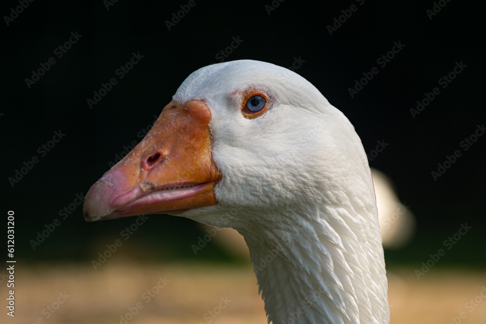 Domestice goose withe blue eyes portrait