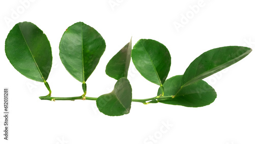 Lemon leaf with water spots isolated on white background