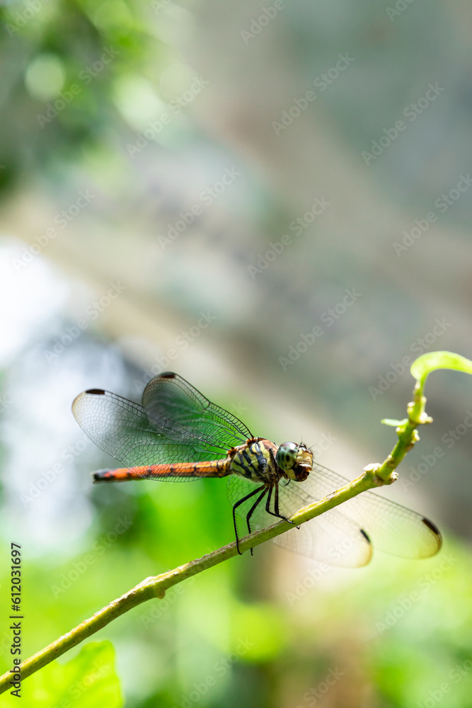 View of a beautiful yellow dragonfly on top of branches with parasites on the wings. View of a beautiful yellow dragonfly on top of branches with parasites on the wings.