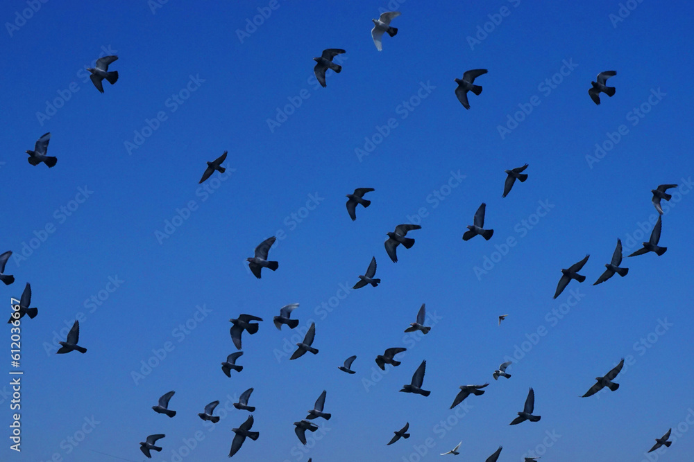 birds in flight