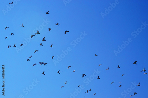 birds in flight © 한음 주