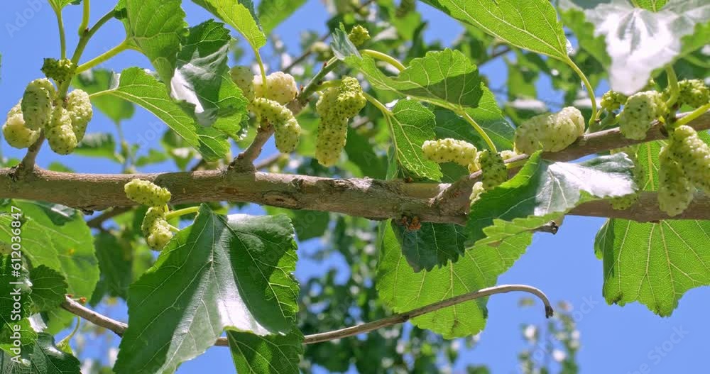 White Mulberry Growing on Branch White Mulberry Growing on Branch