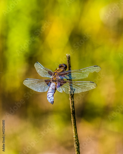 Broad Bodied Chaser Dragonfly  Libellula depressa ( Male) photo