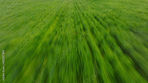 Flying over a huge grassfield cinematic drone shot above green barley field