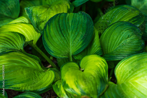 big green leaves for background