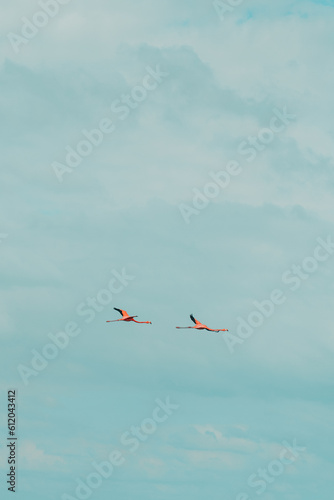 Two flamingos flying on a cloudy blue sky